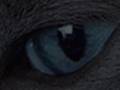 Jaypaw - Haunted