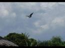 Unknown & Rare Creatures of the World!