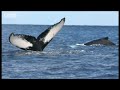 Diving - BBC diving video