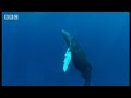 Humpback whale baby calf breathing-Diving With Whales- BBC Wildlife