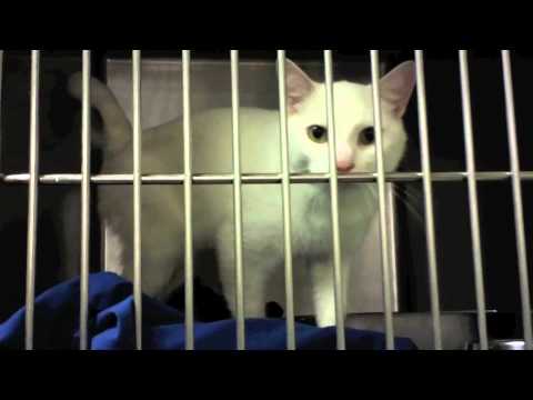 Montgomery County Humane Society