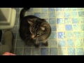 Bob The Cat  - 