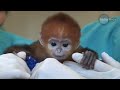 Baby Monkey Francois Langur