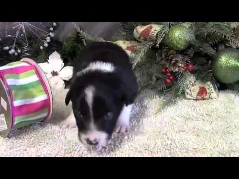 Manny Purebred Border Collie puppy