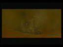 Twilight Princess - Boss Battle Stallord Twilight Princess - Boss Battle Stallord