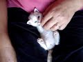 Zvone, sweet cuddly kitten