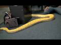 16 ft Albino Python