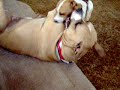 Duke and Rudy playing