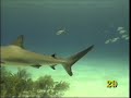 2929 Sharks