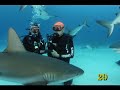 2929 Sharks