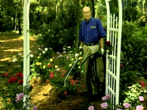 how to fertilize roses year round
