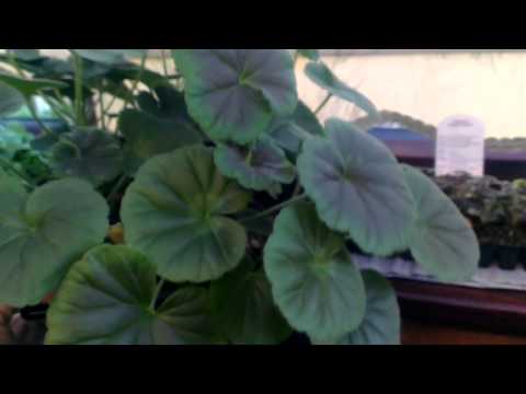 how to transplant pansies