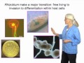 Sharon Long Part 2: Function And Regulation Of Sinorhizobium Nodulation Genes