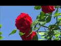 Flowers Flowers