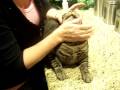 Pilling a cat