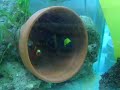 Gold Stripe Maroon Clownfish Pairing Gold Stripe Maroon Clownfish Pairing