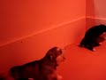 Les chiots de Chanouk et Youri Les chiots de Chanouk et Youri