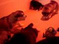 videos de Les chiots de Chanouk et Youri