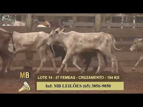 1� LEIL�O VIRTUAL FAZENDA NAYARA & CONVIDADOS