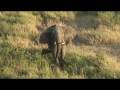 videos de Serengeti Balloon Safari