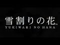雪割りの花