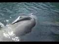 attack manatee from the deep