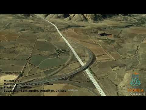 Muestra 2 - Mezcalera 2 El Plano, El Infierno, Santiaguito, Amatitan, Jalisco