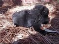 Balck with white stripe female pomeranean puppy for sale Balck with white stripe female pomeranean puppy for sale