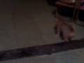 videos de PITBUL CONTRA MALTES..