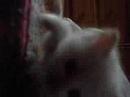 Mi gatito Tomy Mi gatito Tomy