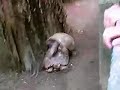 O AMOR DOS CÁGADOS