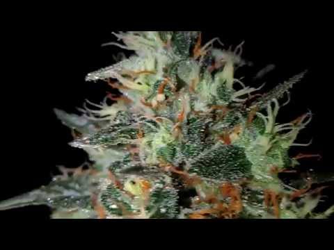 how to grow lemon og