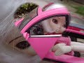 Pullip(プーリップ)動画