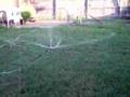 Weiner dog Sprinkler