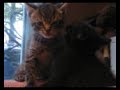 Re: How To Annoy Your Mean Kitty... The Nice Way! Tip 2 Re: How To Annoy Your Mean Kitty... The Nice Way! Tip 2