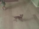 Terrorizing the Chihuahua