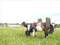 Cross a Shetland et Poney 2 Juillet 2008 Saint Dizier