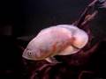 Astronotus ocellatus - albin red tiger