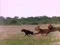 Males protect females