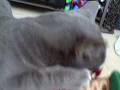 videos de Silver Surfer doesn't like Rudolph