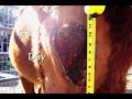 WELL-HORSE -Horse Care Products-  Laminitis, Founder
