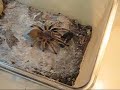ragno che cattura una blatta. montelupo spider hangar 18 ragno che cattura una blatta. montelupo spider hangar 18