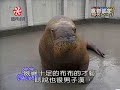 funny pets funny pets
