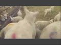 Pedigree Beltex lambs having fun in the lambing shed playing King of the Castle on a straw bale.