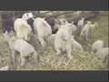 Lambs Playing King of the Castle