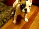 French bulldog white TATO
