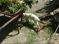 Crazy cat Spider pork