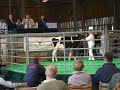 Ridgefield Fortune Ash Angel sells for 26,000 guineas.