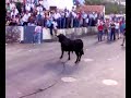 touradas á corda 5 (Terceira 2008)