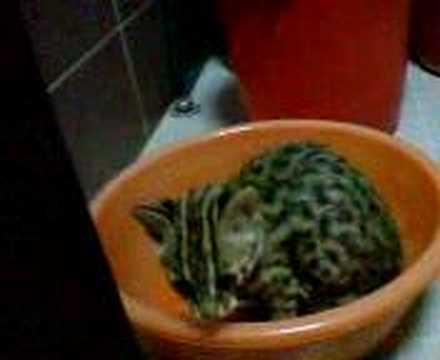 LEOPARD CAT +